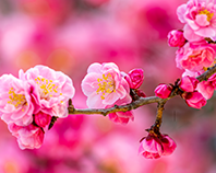 교목,교화 이미지